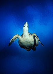 Returning from sunbathing at the surface. Roatan, Honduras. by Shawn Jackson 